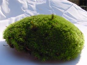 Pillow moss